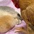 It S Amazing The Rabbit Forced Himself To Sleep With The Kitten Making The Hen Jealous Funny Cute