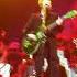 Brian Setzer Sings Sexy 17 When I Was 17 Xmas 2015