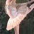 Top Fifteen Female Ballet Dancers