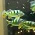 Cichla Feeding Vid 6