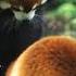 Cute And Funny Moments With Red Panda Compilation 12 Interesting Facts About Red Panda