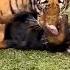 Tiger Attack On Rottweiler Dog Shorts Fight Angry Viral Treading Attack