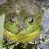 Sounds Of American BullFrog Croaking For Relaxation And Tranquility