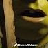 Shrek 5 2026 First Trailer DreamWorks