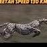 The Fastest Creature On Land Trending Animals Lion Horse Cheetah Springbok Viralvideo Short