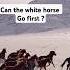 Can The White One Go First Horse Animals Horseriding Horsesound