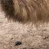 Emu Exploring The Fascinating World Of Australia S Iconic Bird