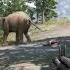 Far Cry 4 That S One Pissed Off Elephant