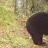 BSG 416v Asiatic Black Bear U Thibetanus Sichuan China Scent Marking Tree Video Camera Trap S Li