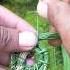 How To Start Pine Needles Basket Making Pineconya Basket