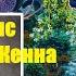 Теренс МакКенна Психоделики До и После Истории