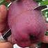 Delicious Red Apple Cutting Farm Fresh Ninja Fruit Cutting