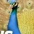 Peacock Courtship World S Weirdest