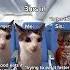 Another Plane Video Since Previous One Was Loved Cat Viral Meme Relatable Catmemes Fyp Viral