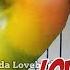 Lovebird FIGHTER Ngekek Panjang FULL EMOSI Pancing Lovebird LOYO AUTO NYAUT GACOR Rajin BUNYI