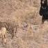 Sloth Bear VS Tiger At The Ranthambor National Park