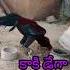 Top Pandem Kodi Punju Aseelmurga Rooster Birds Roosters Roosterchicken Aseelrooster Chicken