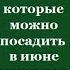 Цветы которые можно посадить в июне семенами в открытый грунт