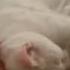 Mimo The White Deaf Cat Is Hard To Wake Up