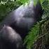 Wild Silverback Gorilla Mating