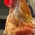 1 Hour Rooster Crowing Sound Live Recording February 4 2017