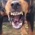 Angry Rottweiler Barking Sound Rottweiler Angrypuppy Cuteanimal Puppy Angrydog Cutepet Pets