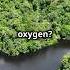 Did You Know The Ocean Produces Most Of Earth S Oxygen