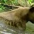 Bear In Pond 2Aug2018