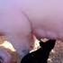 AWESOME MOTHER PIGS THEIR PIGLETS A Must See