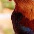 Rooster Crowing Compilation Rooster Crowing Sounds Effect 2020