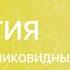 БИОЛОГИЯ 6 класс Отдел Папоротниковидные Плауны Хвощи Папоротники