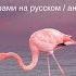 Russian Song Rozoviy Flamingo Dual Text RU EN Розовый фламинго Алёна Свиридова