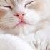 Best Lullaby Music For Cat Music To Relieve Stress Anxiety Music For Cats To Fall Into Sleep