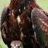 Eagle Ringtone Engelishringtone Einglishringtones Birds Ringtones Attitude Short Video