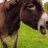 Donkey And Rainbow Shorts