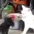 Кот против петуха Rooster Vs Cat