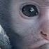 Heartbreaking Moments Pet Baby Monkey With Nappy Rash A Wild Baby Monkey Cries For Lost Mom