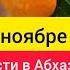 Сбор урожая в Абхазии Сезон мандарин и хурмы открыт Абхазия в ноябре Абхазия 2023