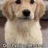 You Re NOT My Mother Puppy Goldenretriever Puppies Dog Dogs