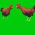 Funny Chicken Dance Green Screen Effect Hen Greenscreen