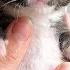 Learn How Baby Kittens Grow 0 8 Weeks