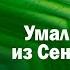 Умалишенный из Сент Джеймса Филипп Кален Аудиокнига