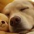 LIVE Dog Music Relaxation Music To Calm Your Dog Separation Anxiety Relief Music Dog Sleep 13