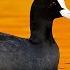 Eurasian Coot Fulica Atra Nikon D600