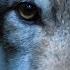 DANCES WITH WOLVES Leo Rojas Der Mit Dem Wolf Tanzt