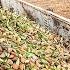 2 8 Billion Pounds Of Almonds Harvested This Way In California Almond Processing Factory