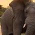 Angry Elephant Charges Safari Guide Big 5 African Wild Elephants