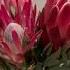 Proteas Flowers Sugarbushes The King Protea Is The National Flower Of South Africa