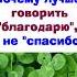 Почему лучше говорить благодарю а не спасибо