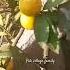 Lemon Tree Music Short Shorts Shortvideo Pakvillagfamly2963 Nature